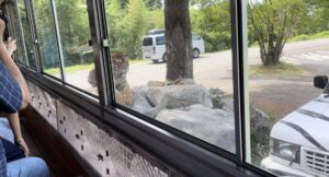 サファリランド　エサやりバス