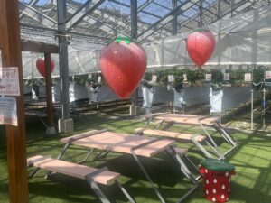 三次市のいちご狩り