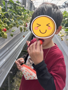 平田観光農園（君田いちごハウス）でいちご狩りをする小学生