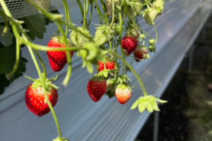 平田観光農園（君田いちごハウス）でいちご狩り