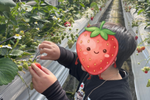 平田観光農園（君田いちごハウス）でいちご狩りをする小学生