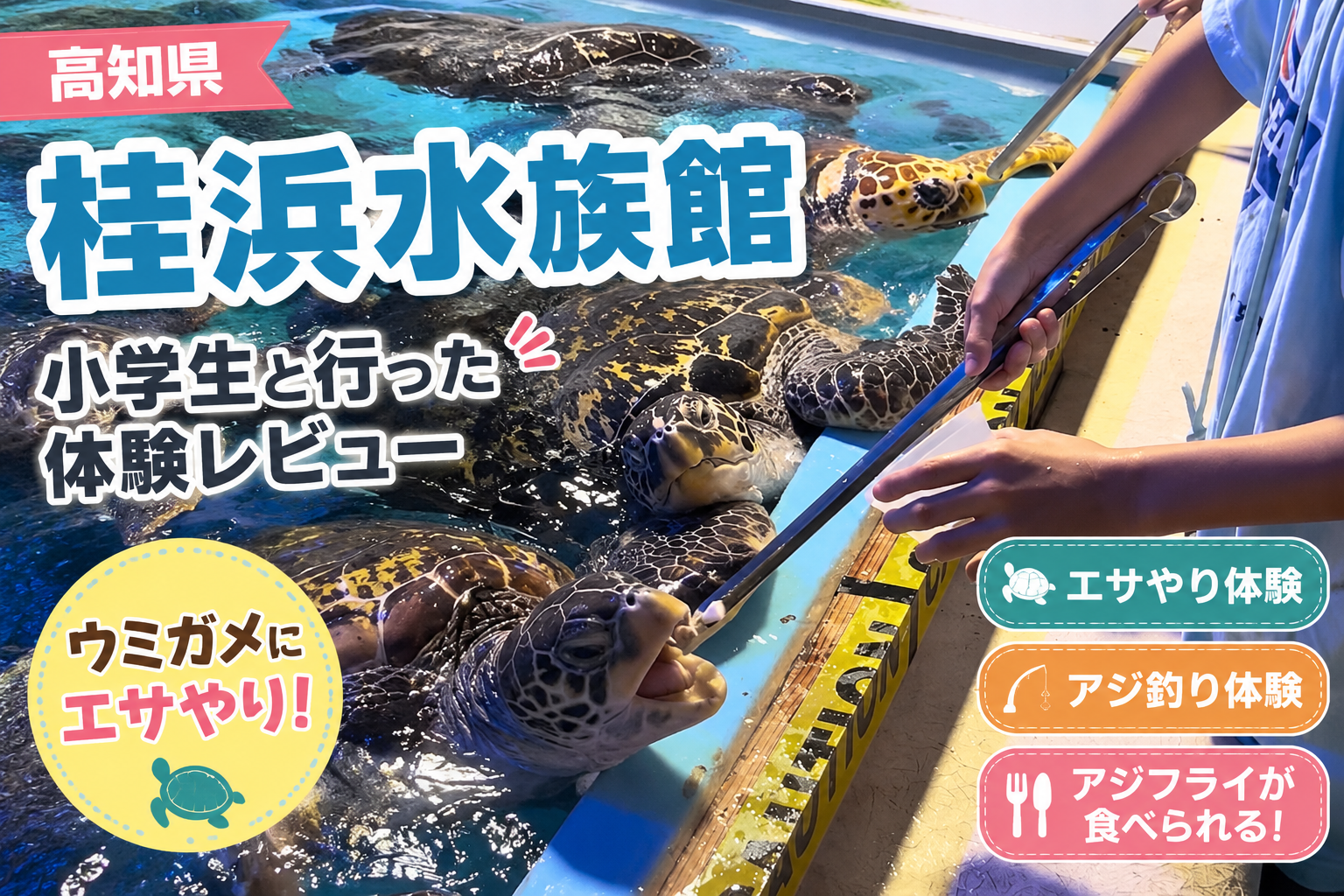 桂浜水族館でウミガメにエサやりを体験する子ども