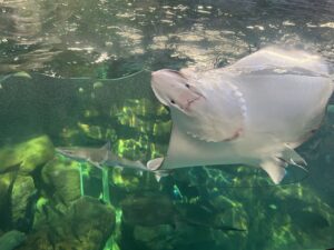 宮島水族館のエイ