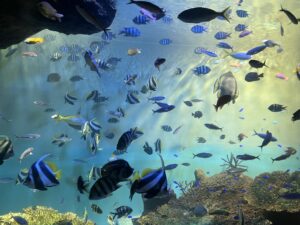 宮島水族館の魚たち