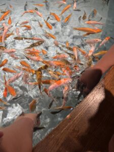 宮島水族館のドクターフィッシュを体験する子ども