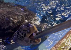 桂浜水族館でウミガメに餌やりをしている