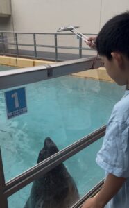 桂浜水族館で餌やりをする小学生