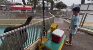 桂浜水族館でアシカにエサやりをする子供