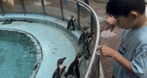 桂浜水族館でペンギンに餌をあげる子供