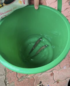 桂浜水族館で釣ったアジ
