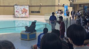 宮島水族館のアシカライブで輪投げをする小学生