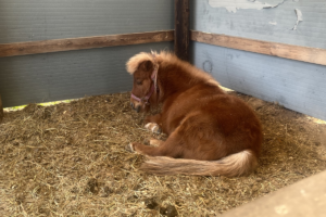 トムミルクファームの馬