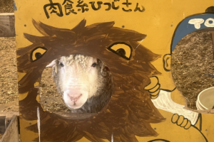 トムミルクファームの羊