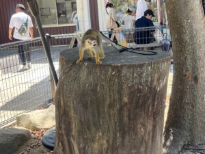 しろとり動物園にいる小さな猿