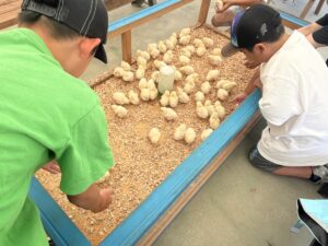 しろとり動物園でヒヨコと触れ合う小学生