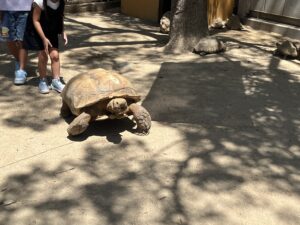 しろとり動物園の園内を歩き回るリクガメ