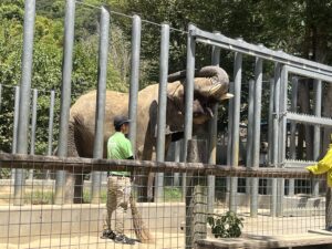 しろとり動物園でエサを待つゾウ