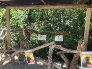 しろとり動物園の猛禽類