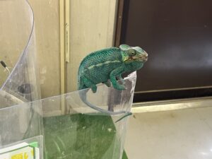 しろとり動物園のカメレオン
