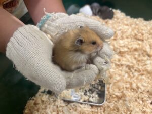 いきものふれあい学校倉敷店のハムスター