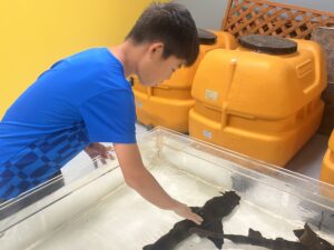 いきものふれあい学校倉敷店のサメ