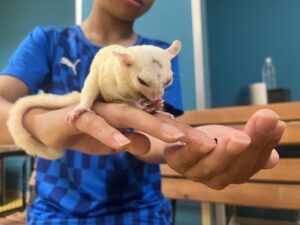 いきものふれあい学校倉敷店のフクロモモンガ