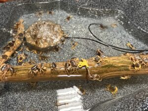 いきものふれあい学校倉敷店のサワガニ釣りの水槽