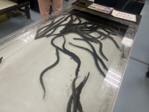いきものふれあい学校のウナギ