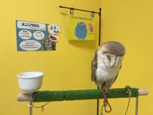 いきものふれあい学校倉敷店のフクロウ