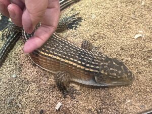 いきものふれあい学校倉敷店の爬虫類