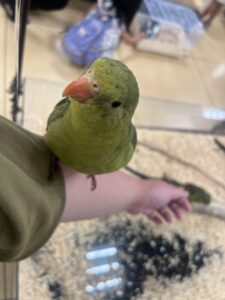 いきものふれあい学校倉敷店の鳥