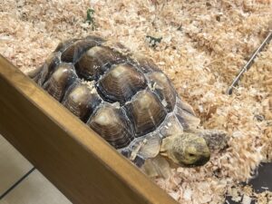いきものふれあい学校倉敷店のリクガメ