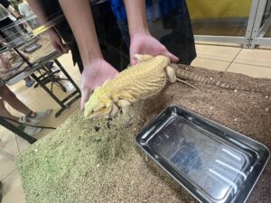 いきものふれあい学校倉敷店のフトアゴヒゲトカゲ