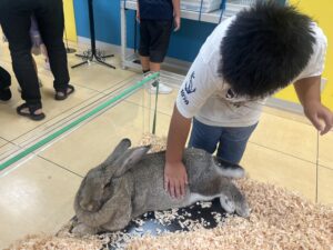 いきものふれあい学校倉敷店のウサギ