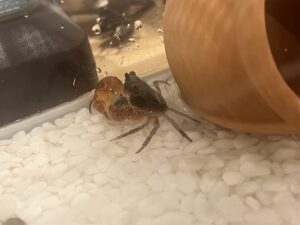 いきものふれあい学校で釣ったサワガニの飼育